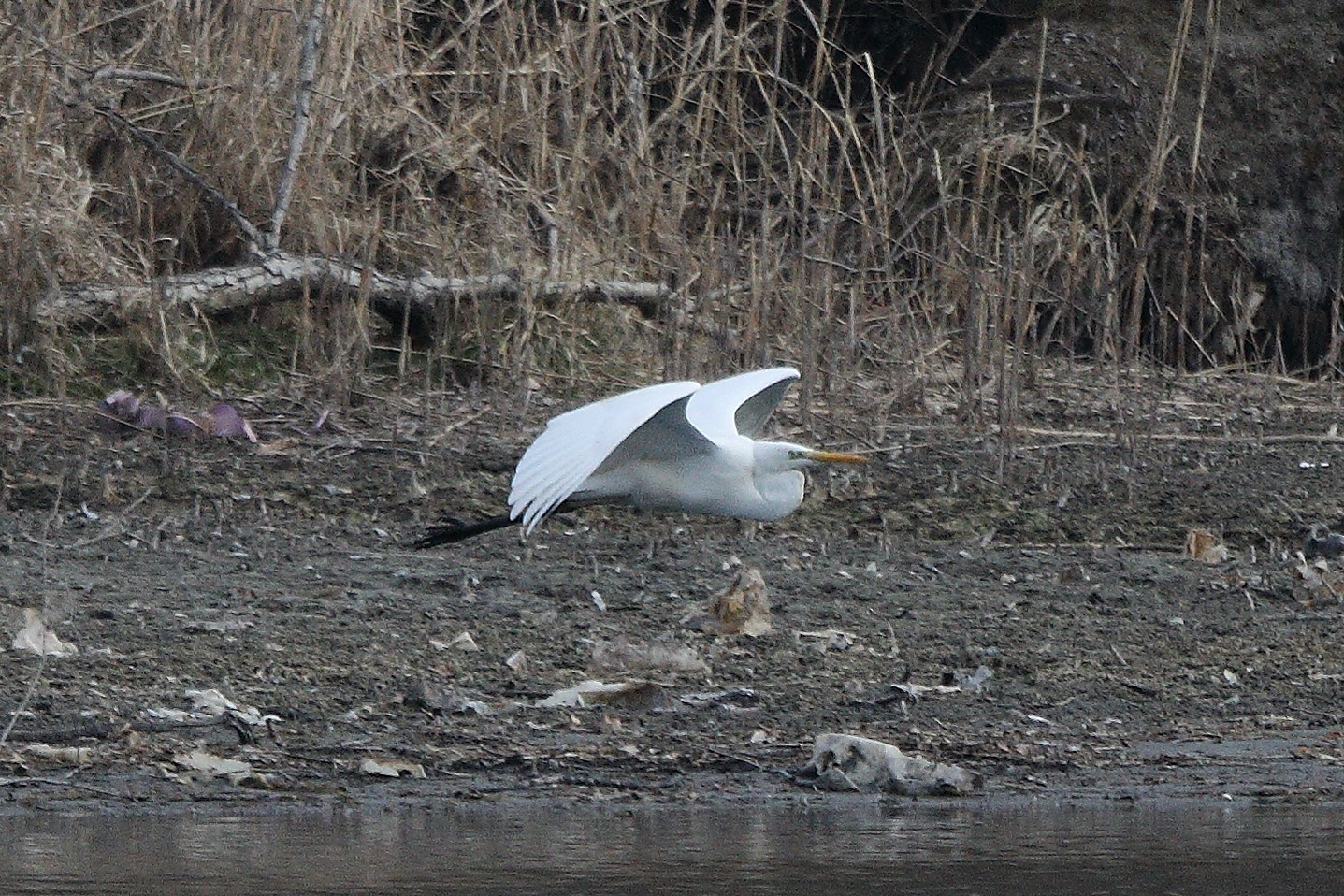white major 05-03-2022...