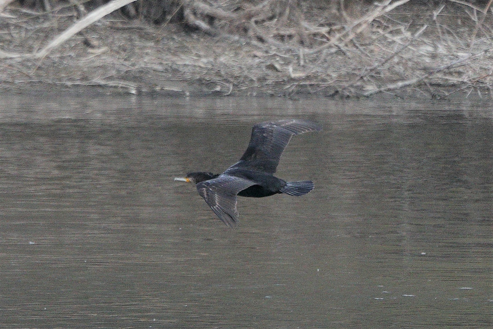 cormorano 05-03-2022...