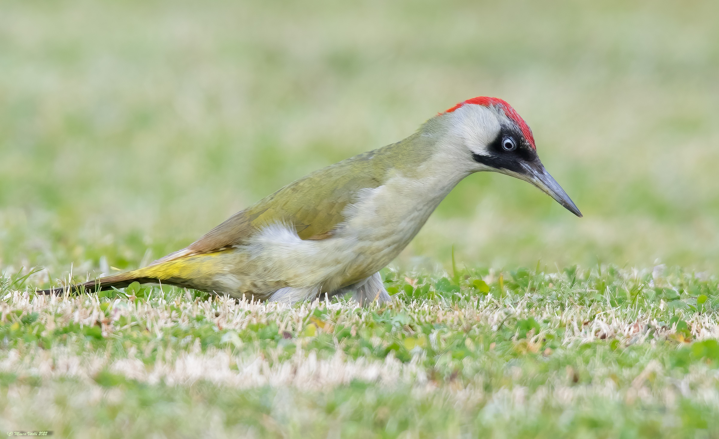 Green woodpecker (Picus virdis) female...