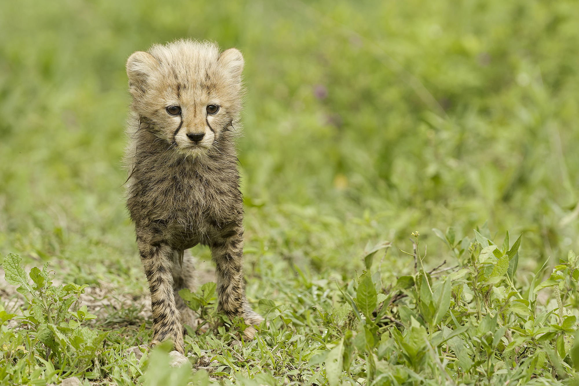 but when cheetah cubs are beautiful...
