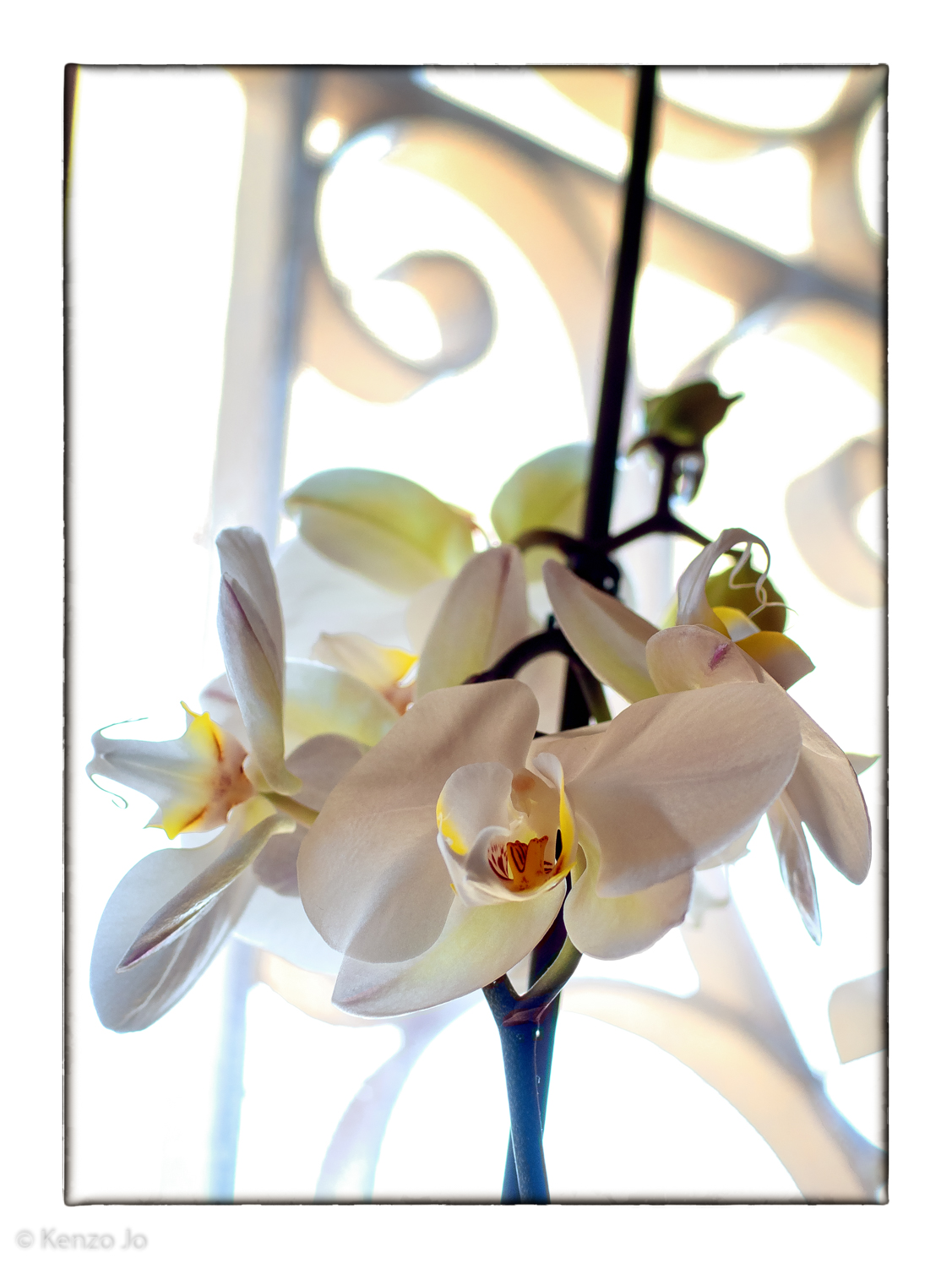 Orchidea mistica...