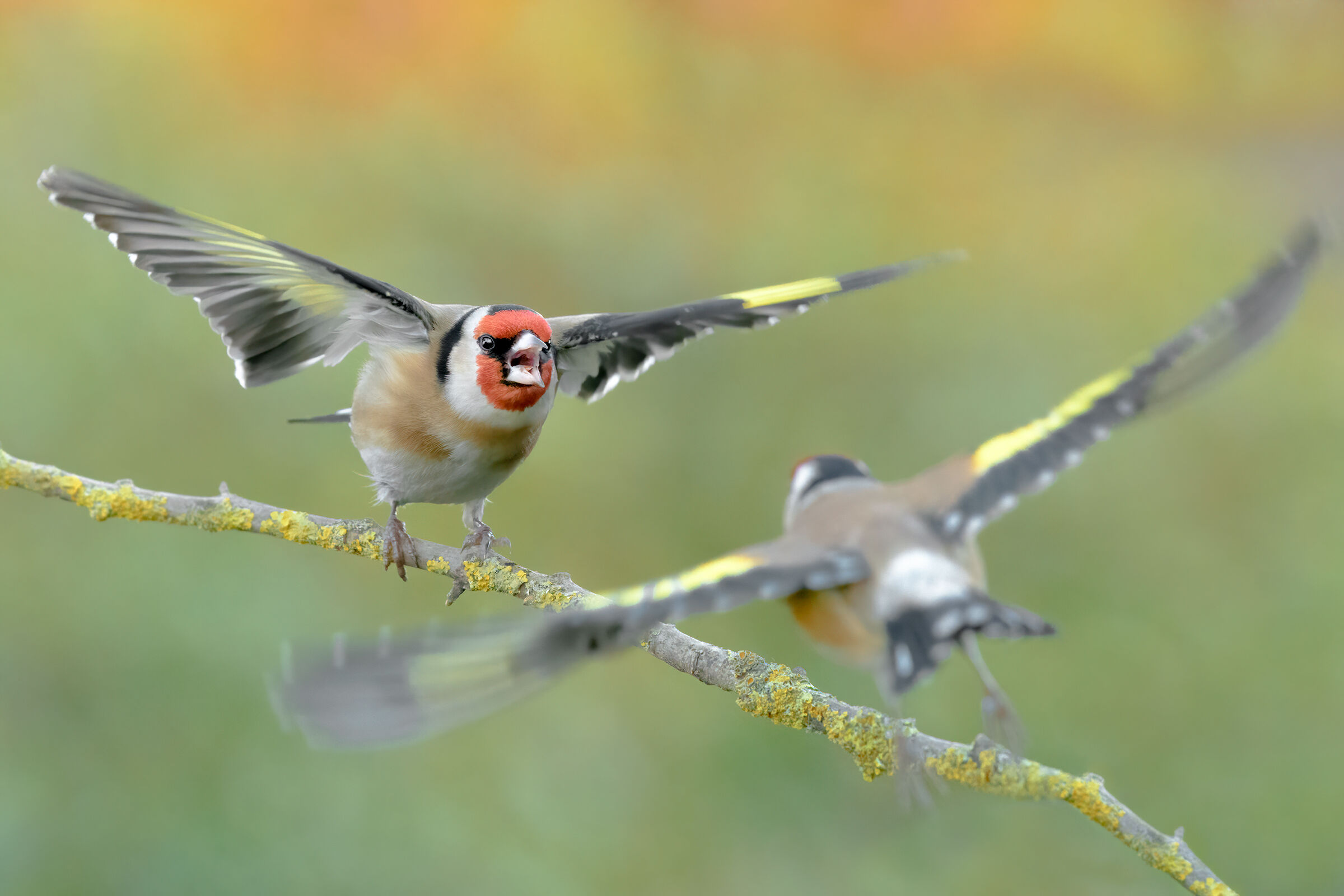 Goldfinches in struggle...