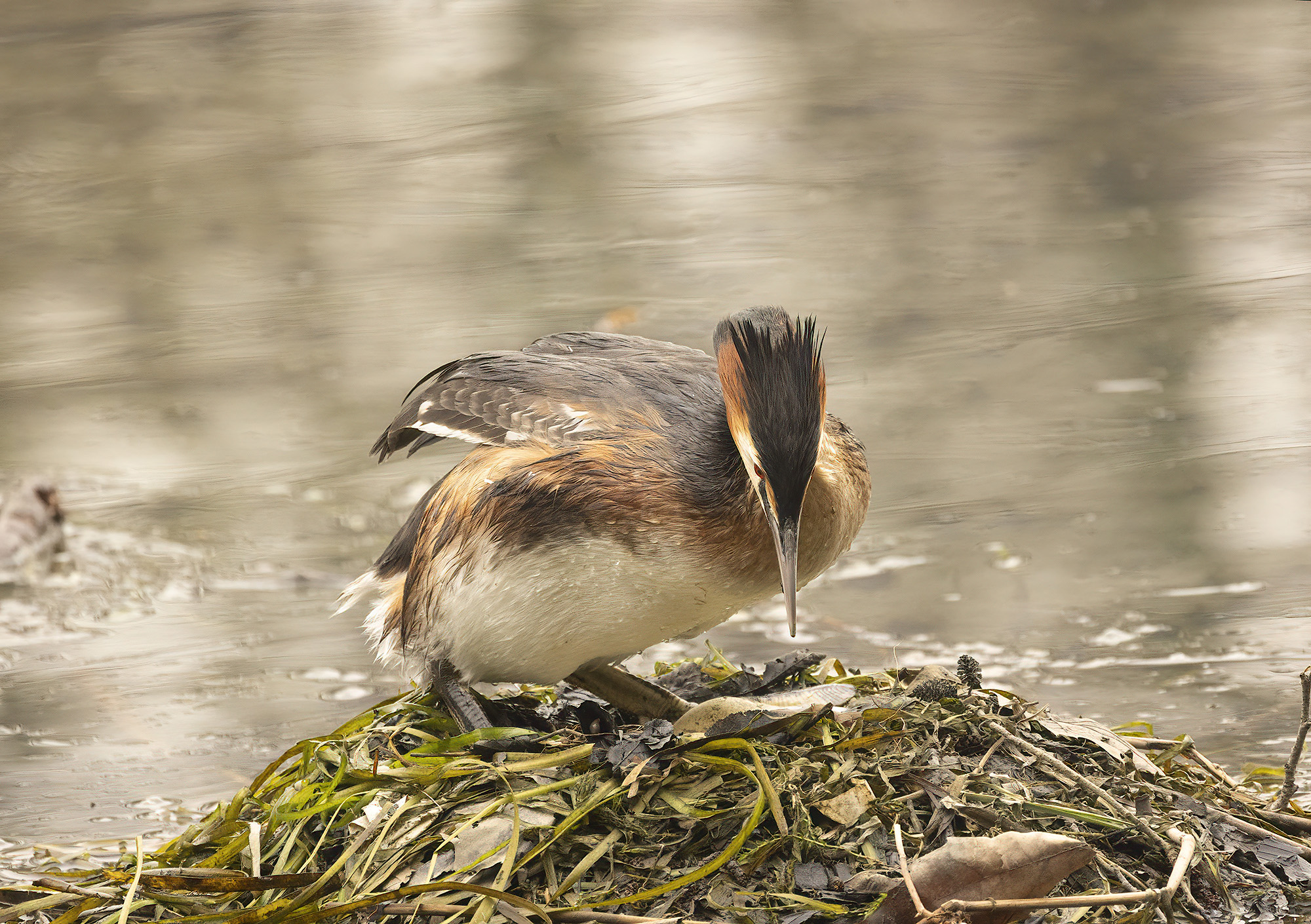 we settle these eggs, greater grebe...
