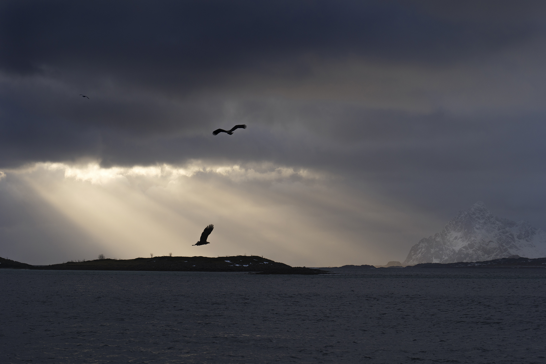The light and eagles of Lofoten...