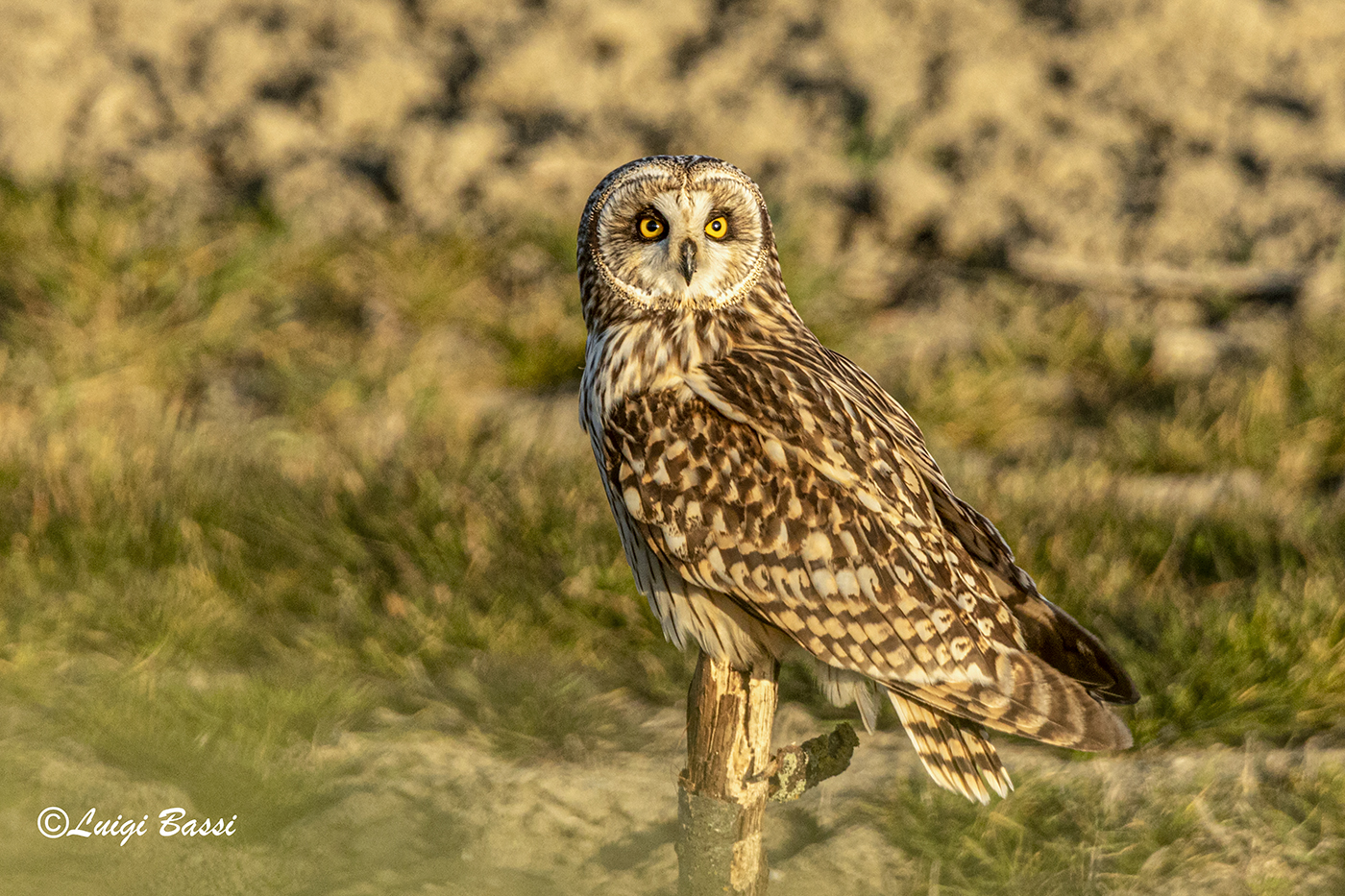 Marsh Owl...