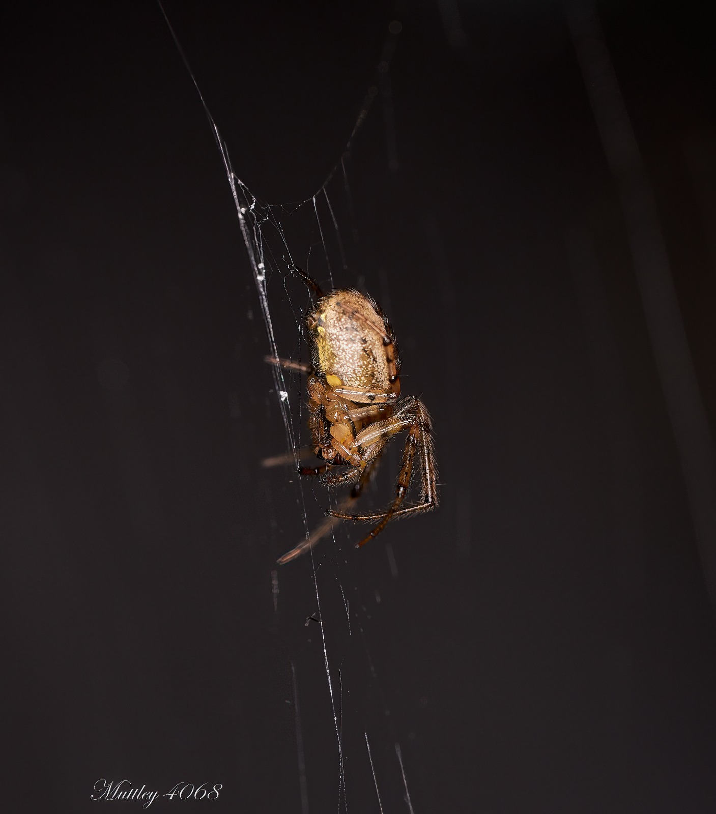 Spider Metellina Chamberlain ordine Tetragnathidae...