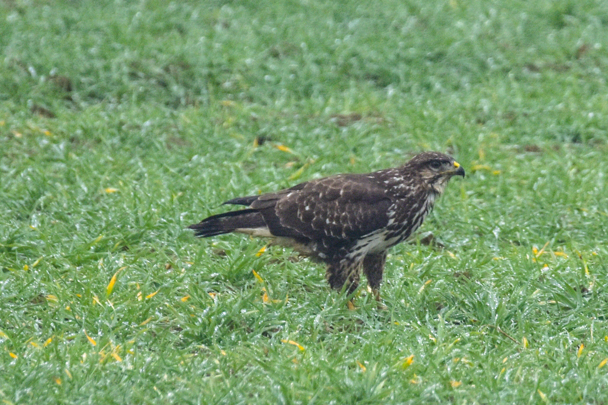 BUZZARD...