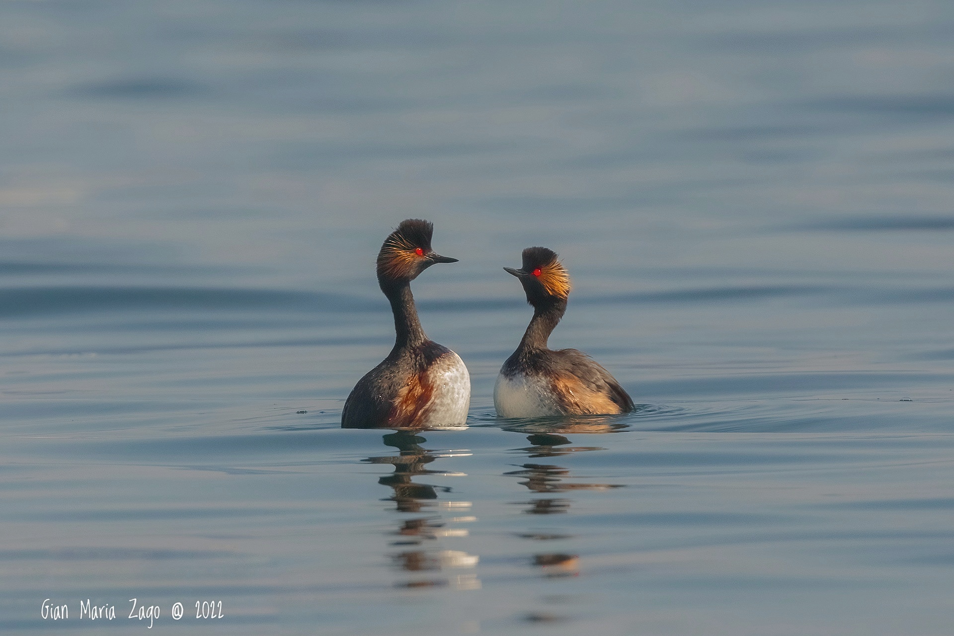 The courtship parade of the small grebe....