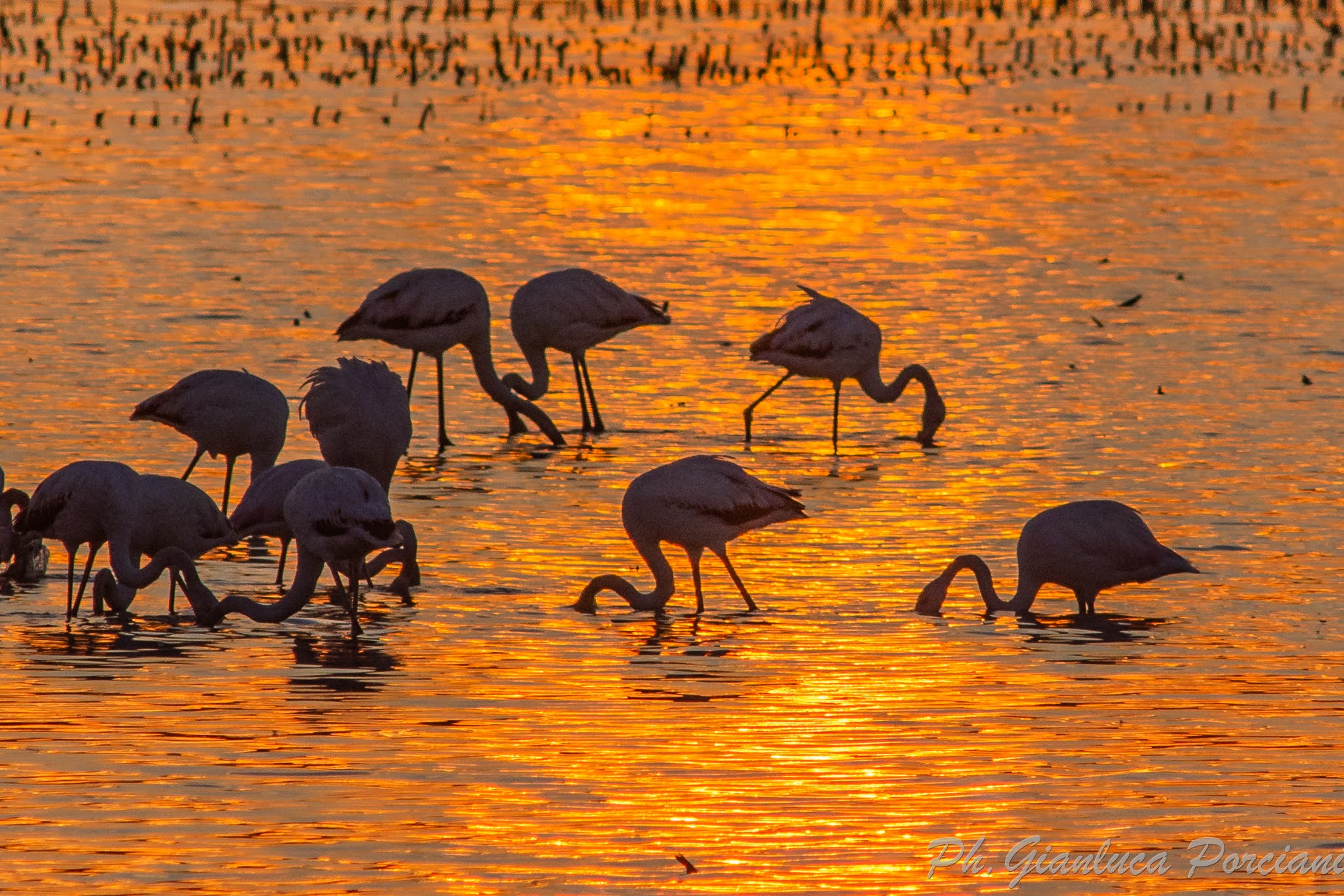 Flamingos ? at sunset...
