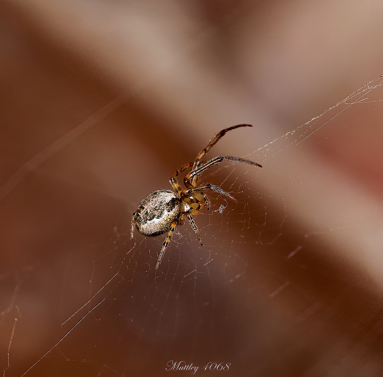 Spider Zygiella ordine Araneidae...