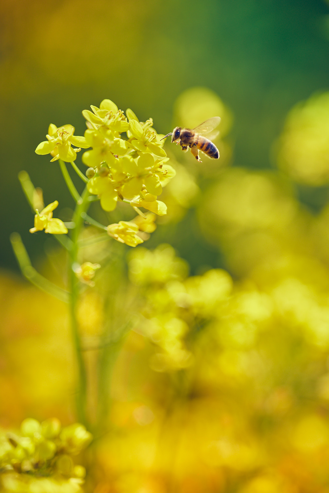 L'ape e il fiore...
