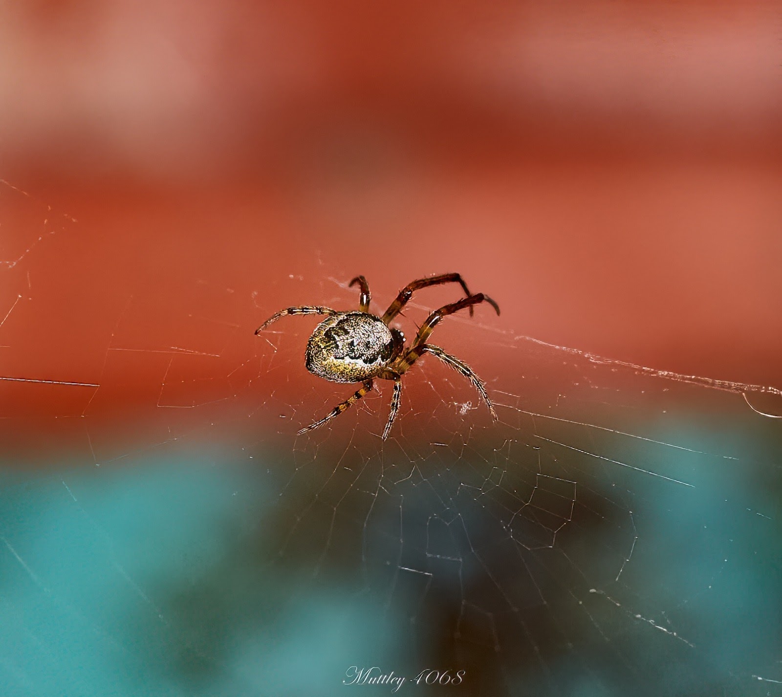 Spider Zygiella 2...