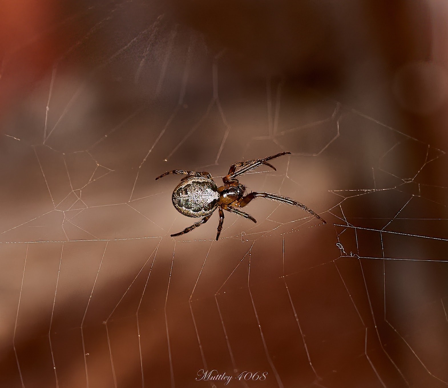 Spider Zygiella 3...