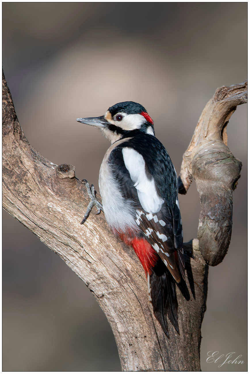 greater red woodpecker...