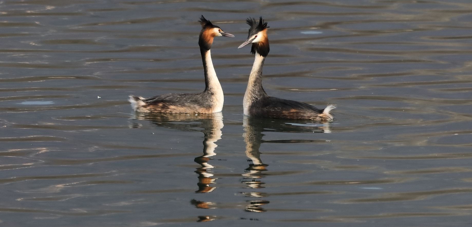 grebes 14-03-2022...