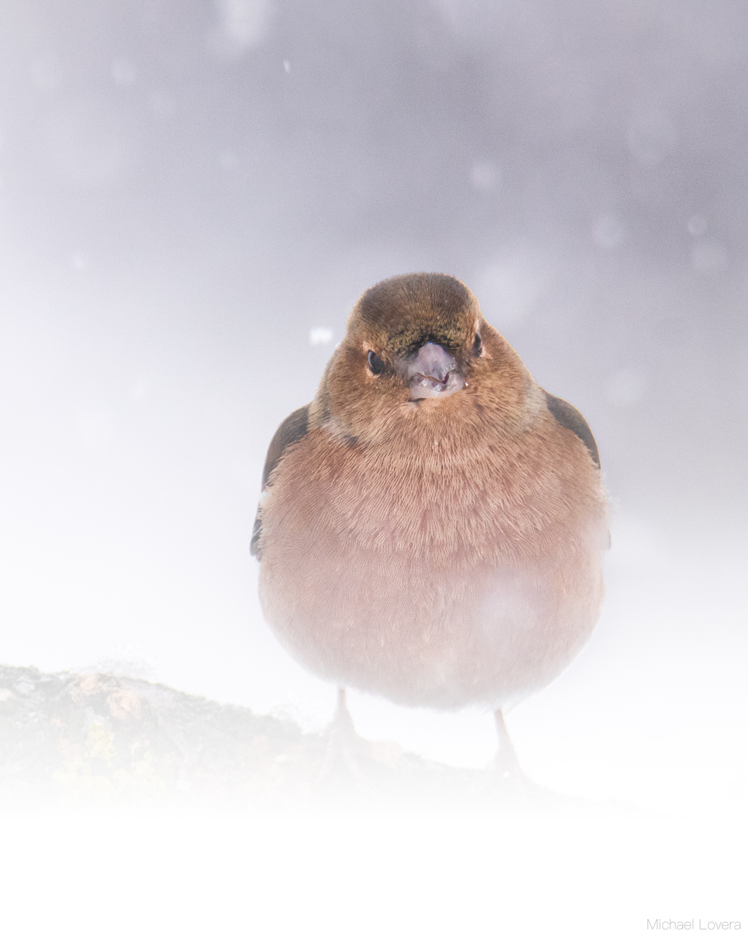 The chaffinch and the storm...