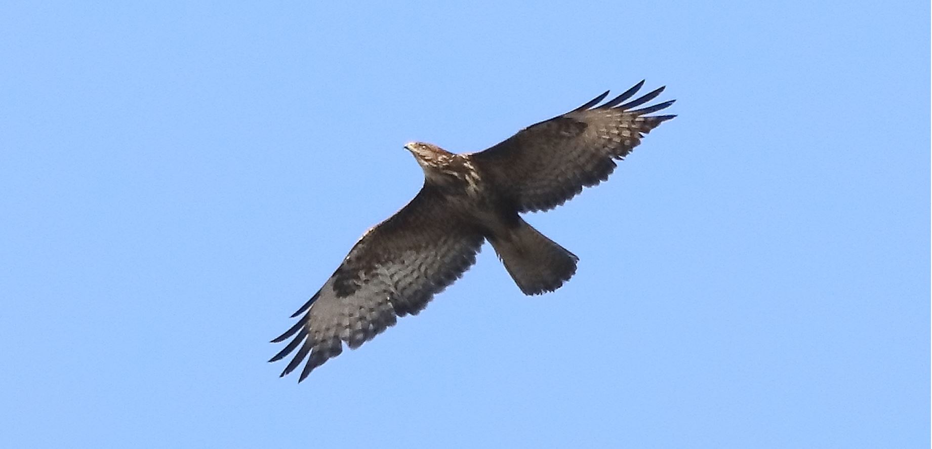 buzzard 10-03-2022...