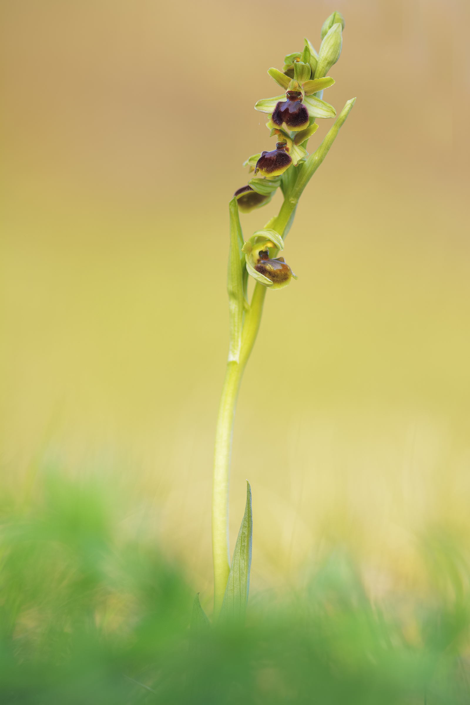 ophrys sphegodes...