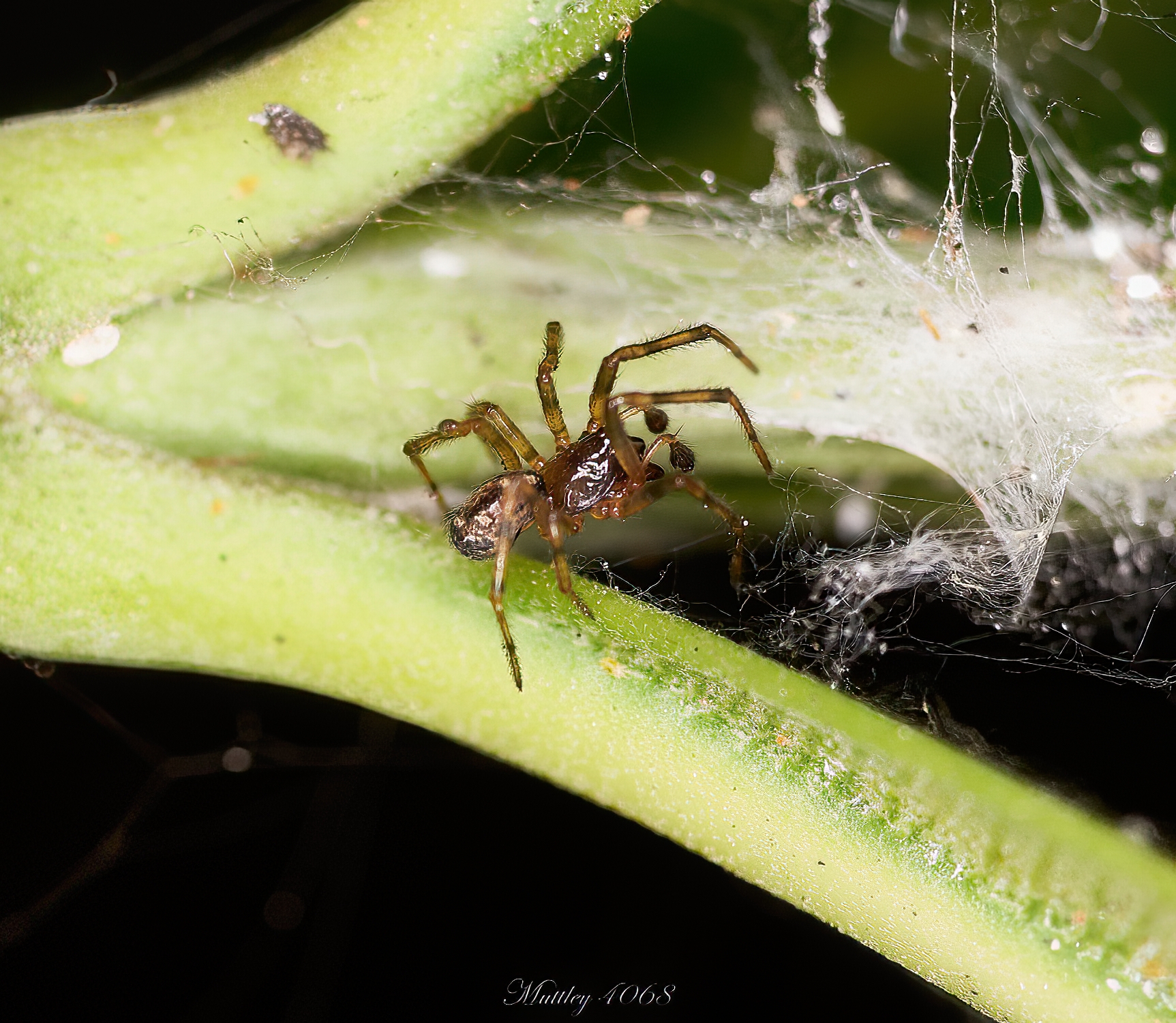 Spider Neriene Blackwall ordine Linyphiidae...