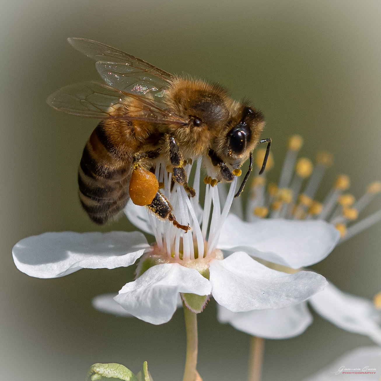 Bee ...