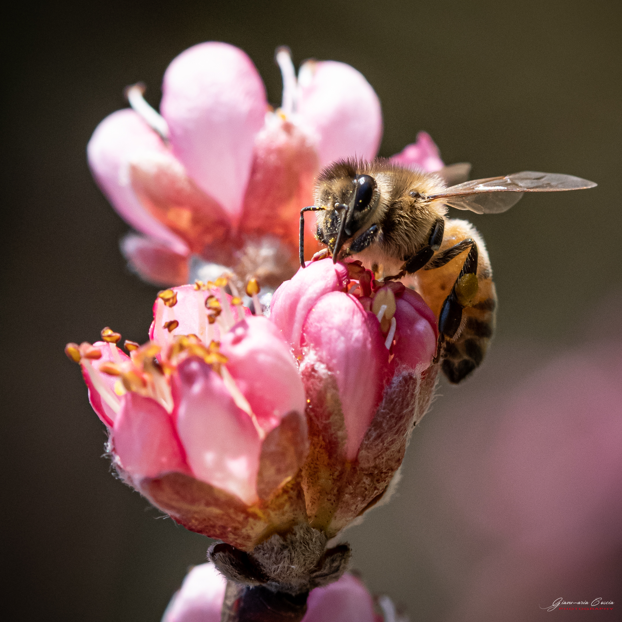 Bee on peach...