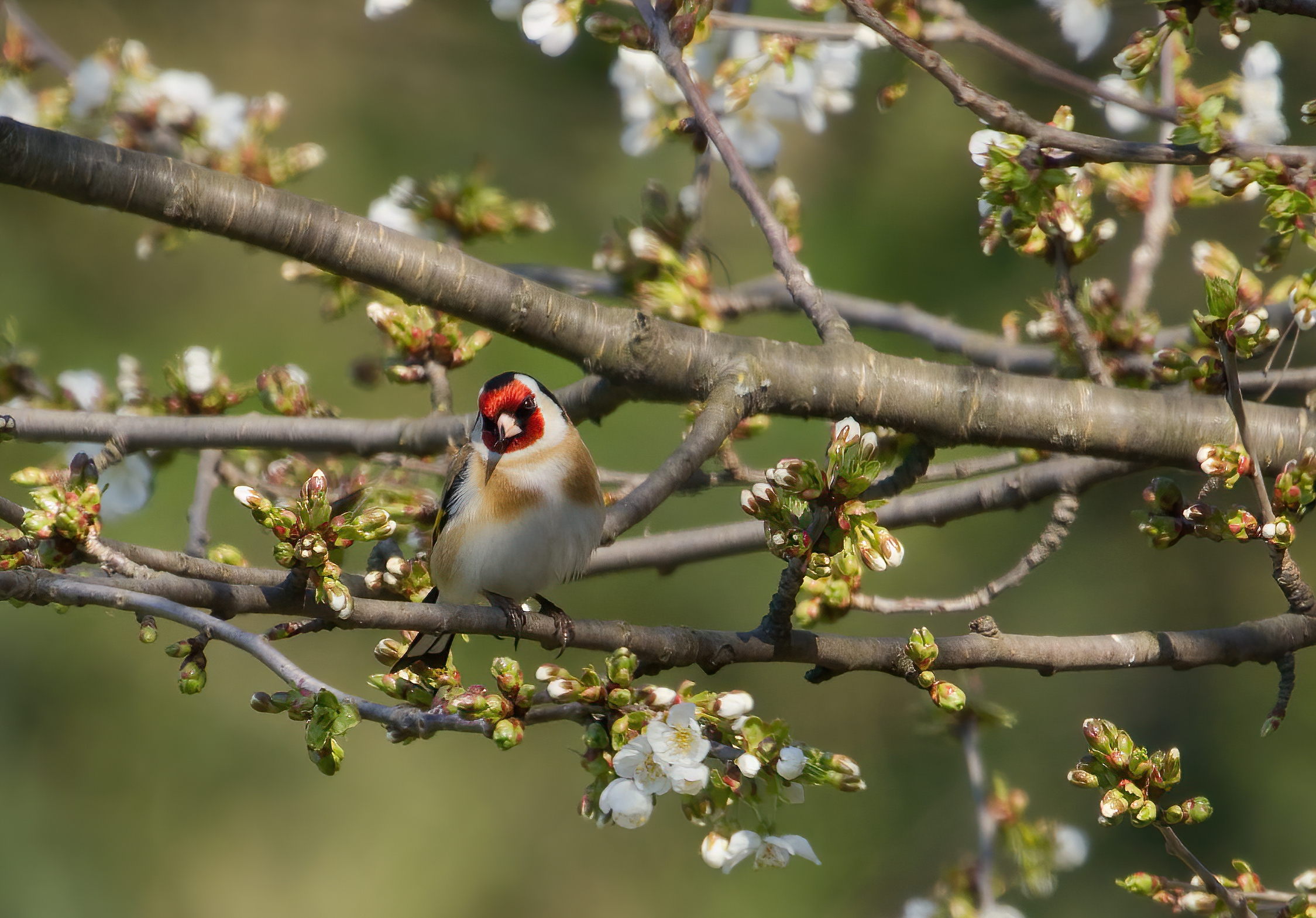 Does a goldfinch make spring?...