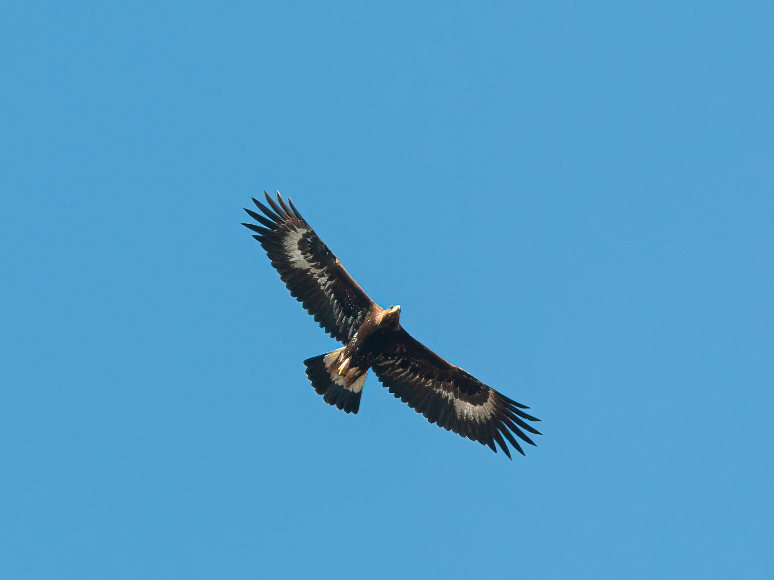Young Golden Eagle...
