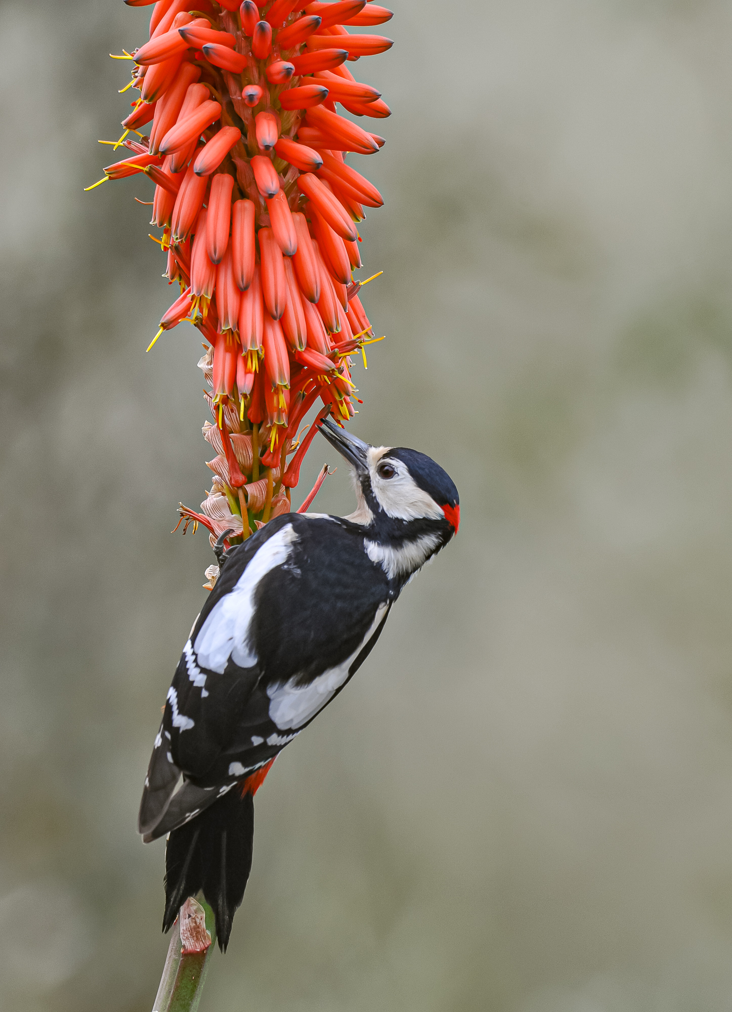 Aloe with woodpecker...