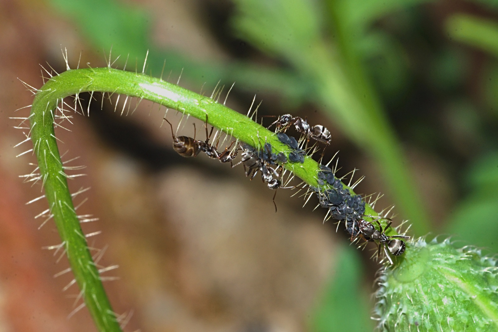 Ants grazing aphids...