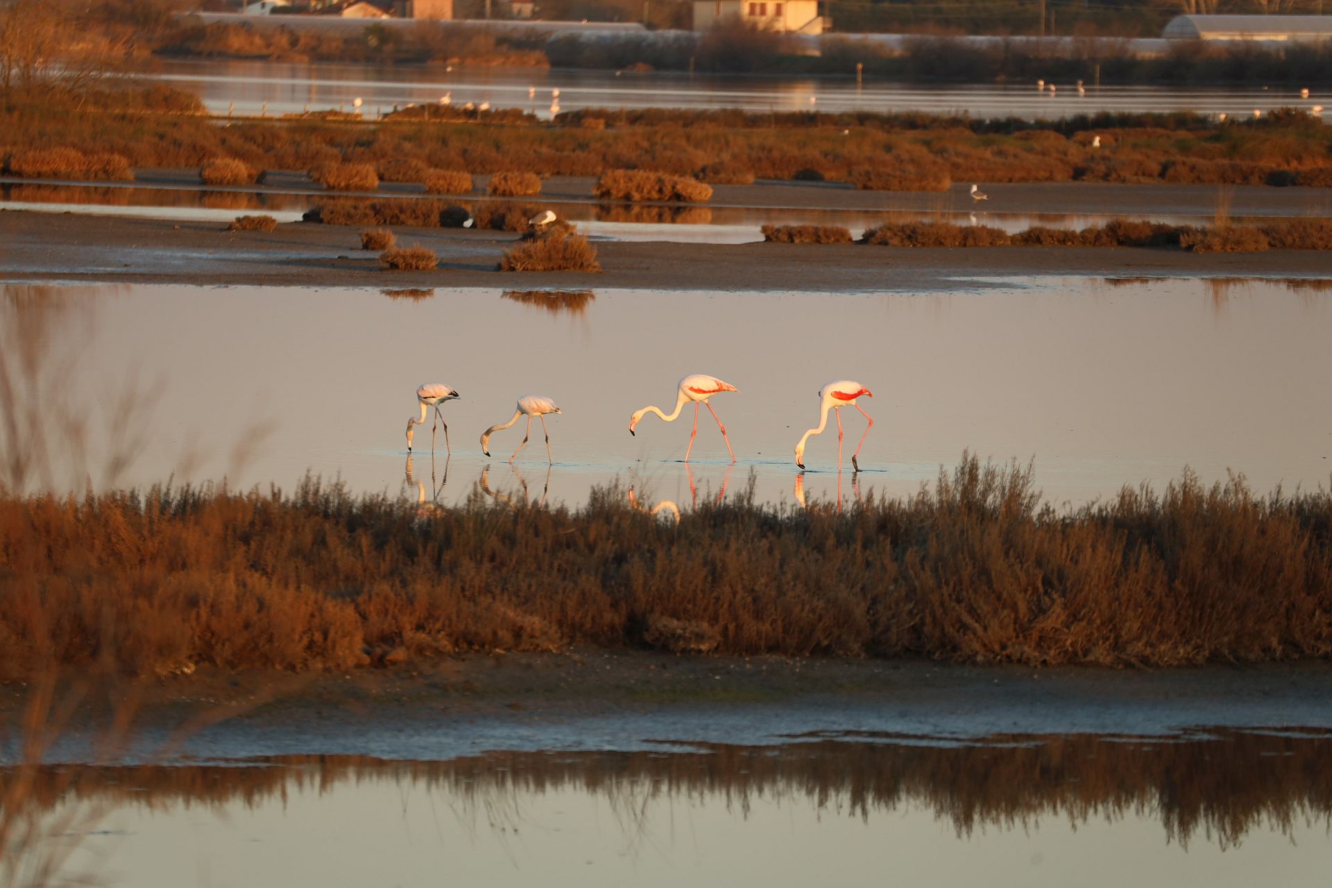 flamingos at dinner, north lagoon -flamingos at dinner...