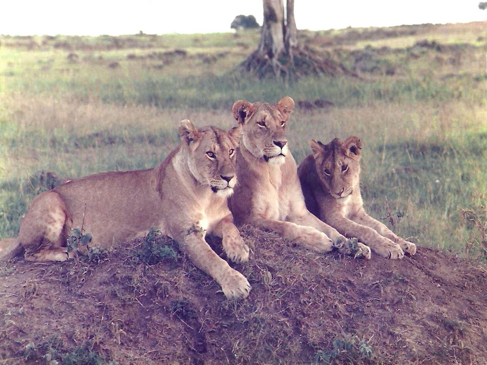 Young lionesses posing...