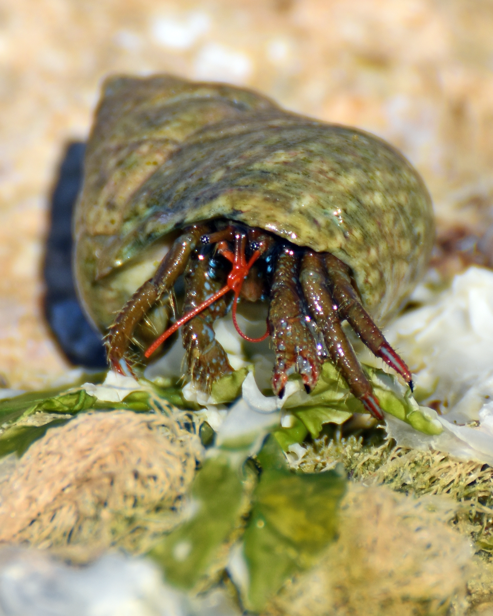 Bernard the Hermit Crab...