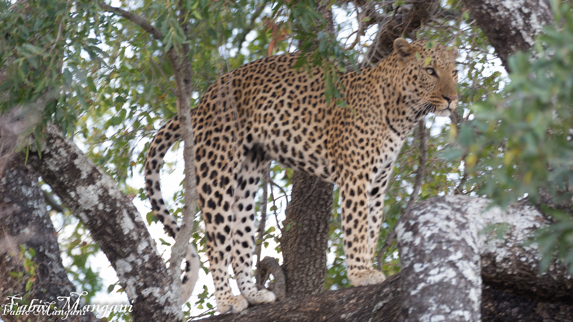 Leopardo Kruger National Park...