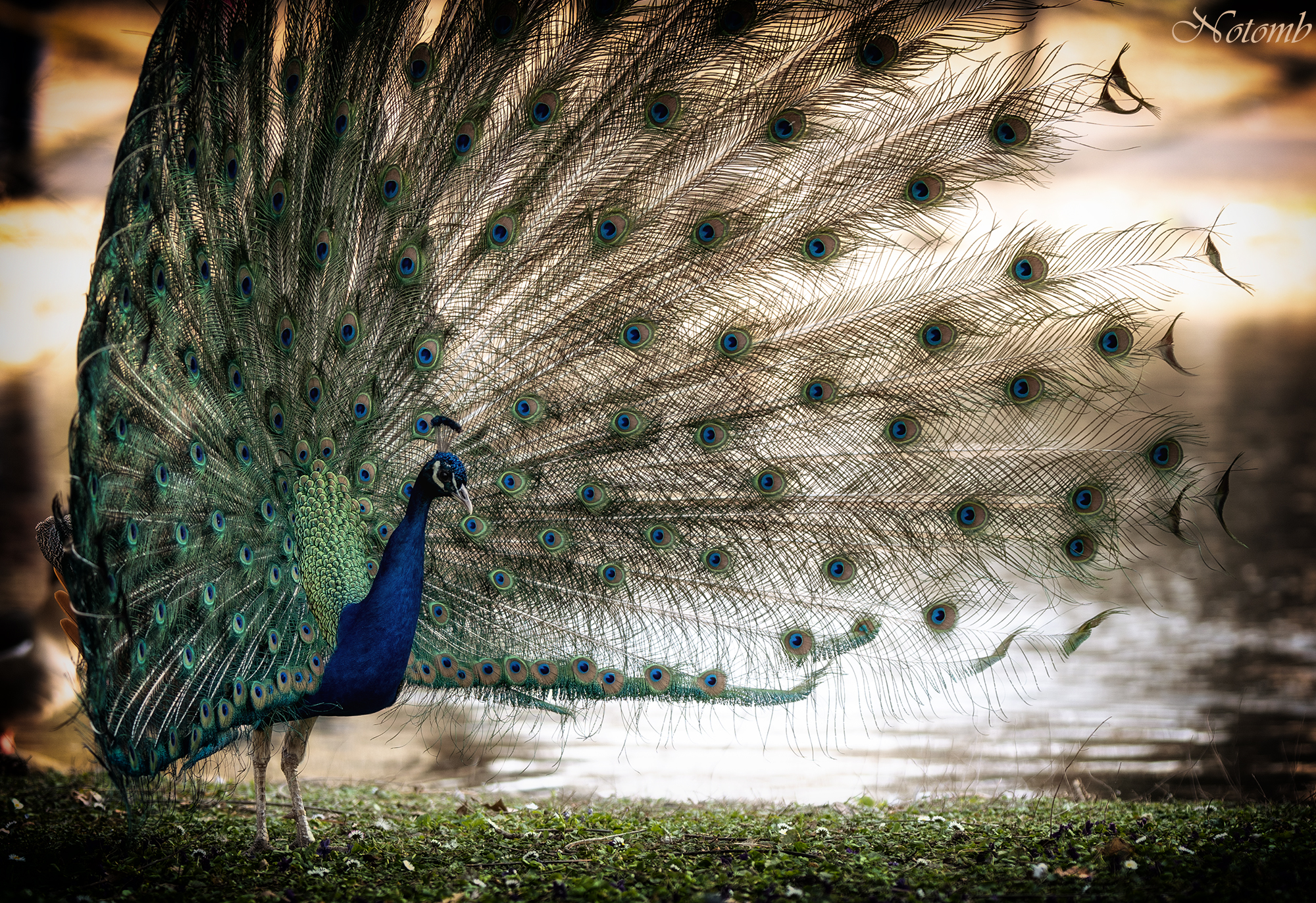 Peacock...