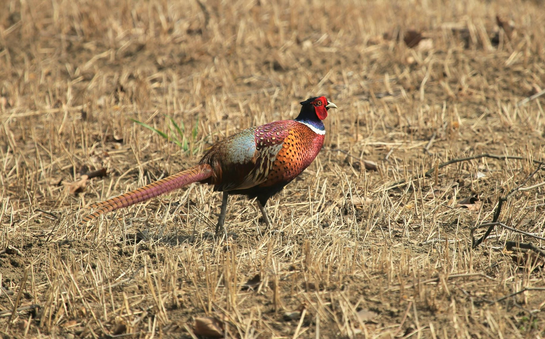 The colors of the pheasant ...