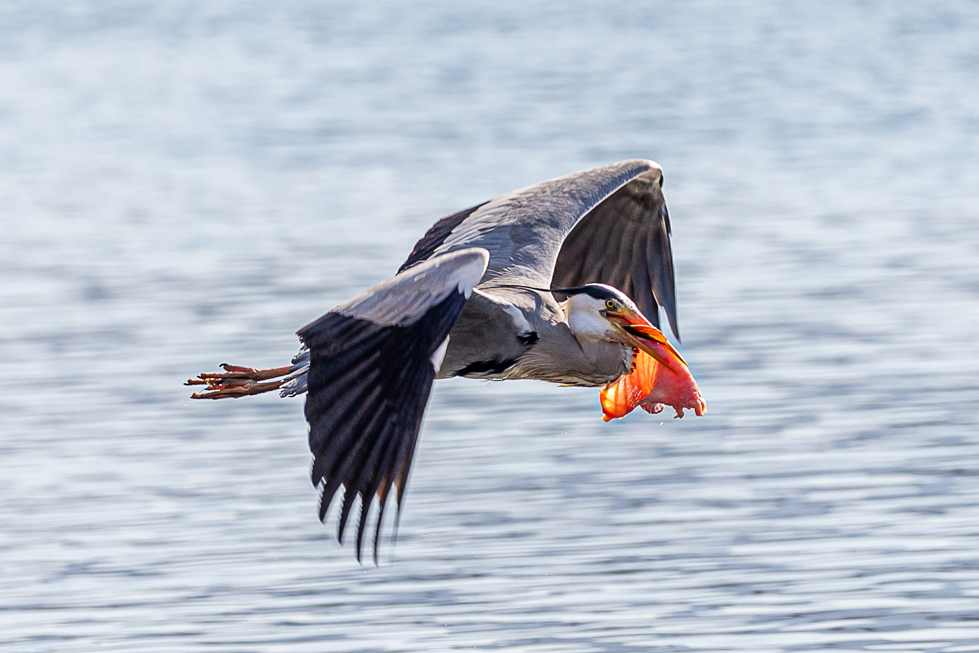 Heron in flight with prey...