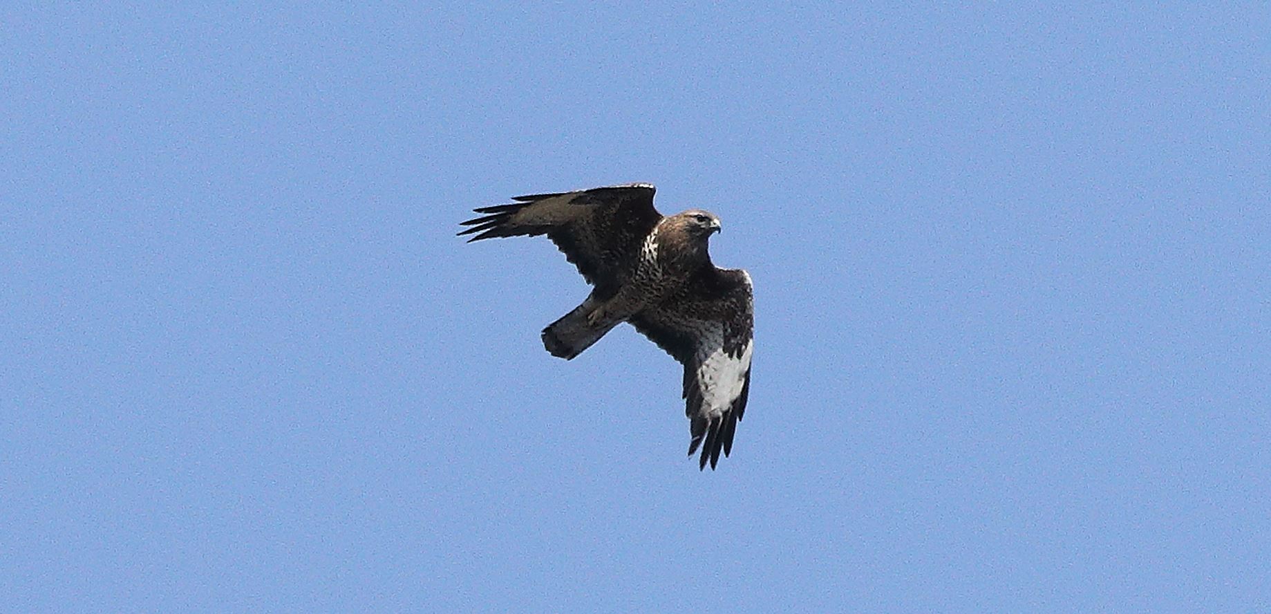 Buzzard 20-03-2022...