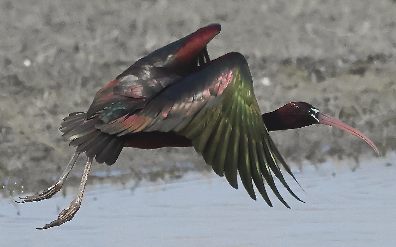 Glossy ibis....