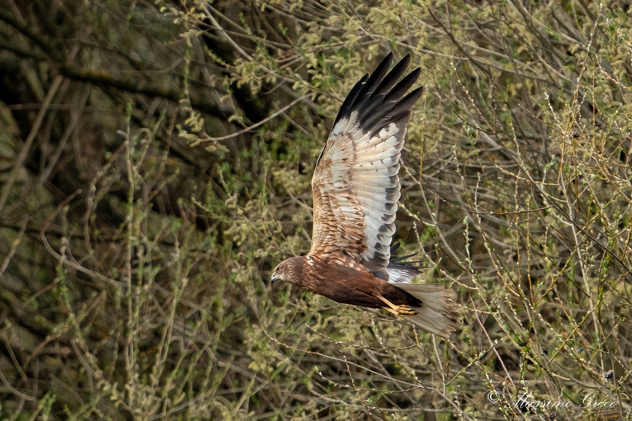 Falco di palude (Circus aeruginosus) maschio...