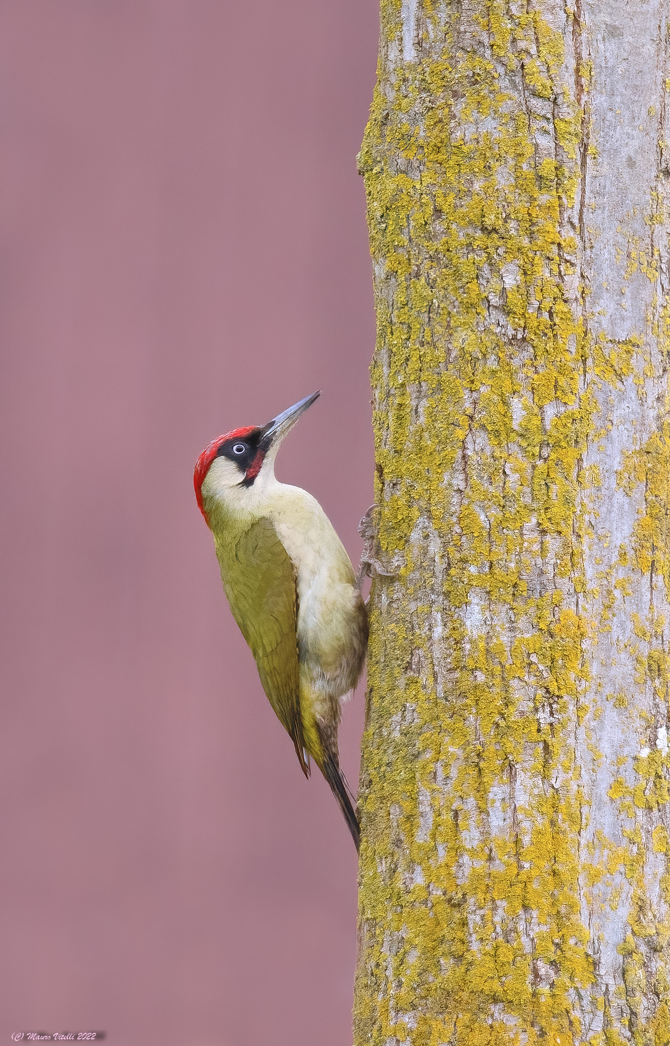 Male green woodpecker (Picus virdis)...