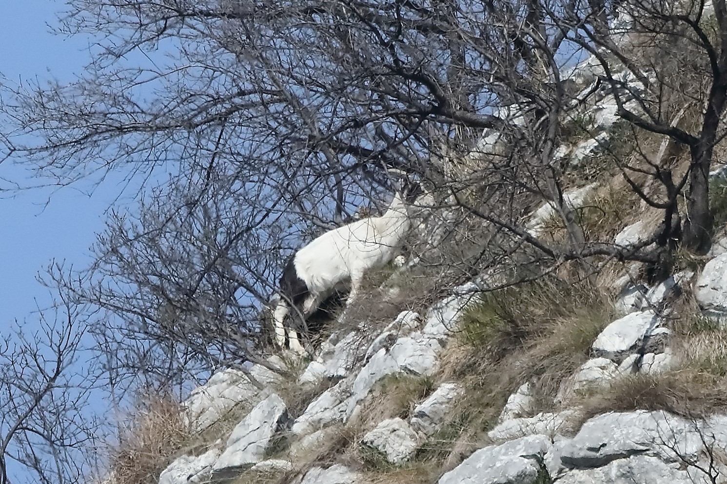 goat 20-03-2022...