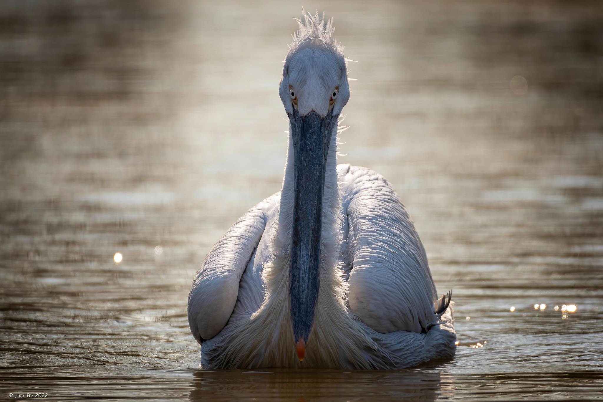 Curly pelican...