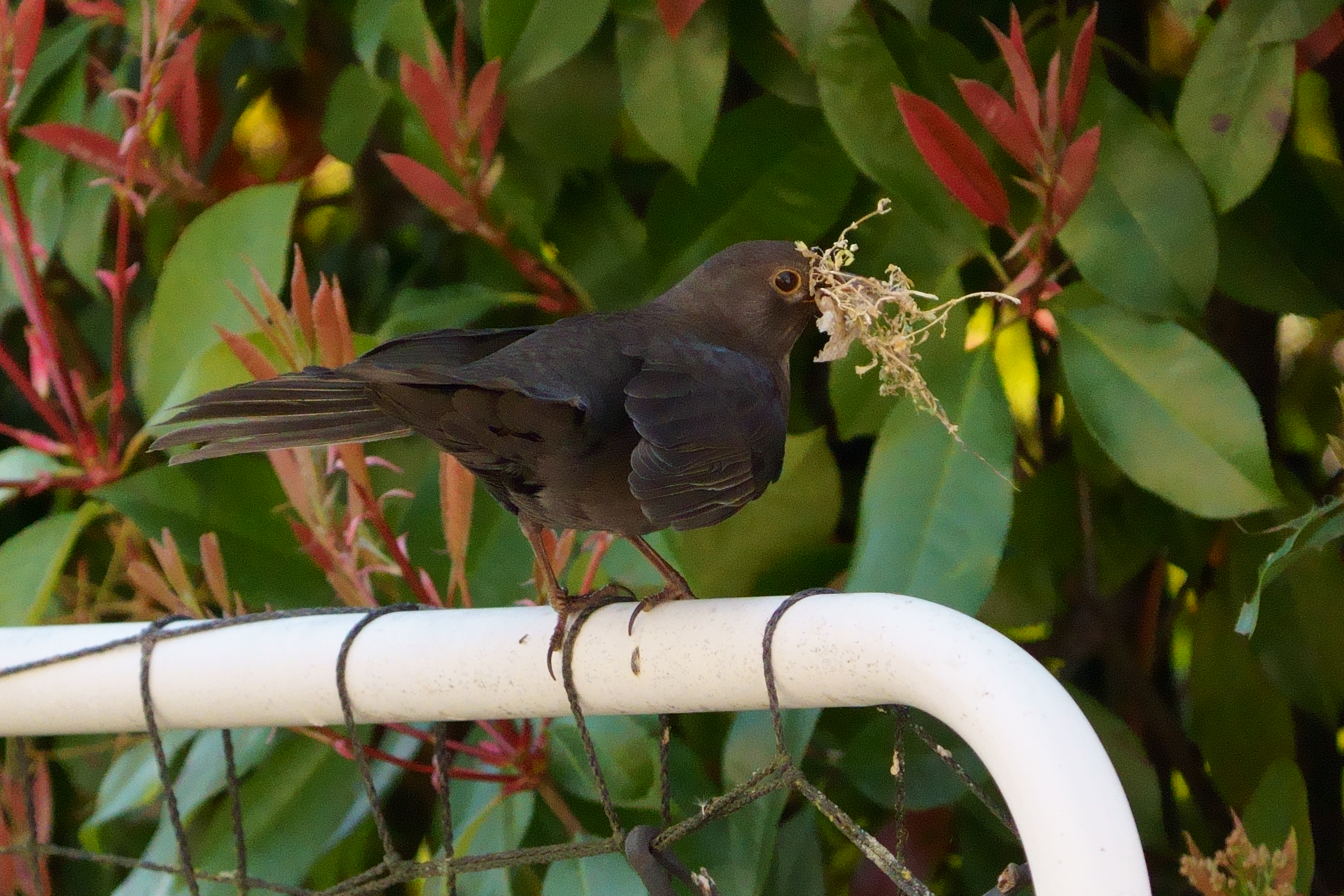 Female blackbird in nest construction...