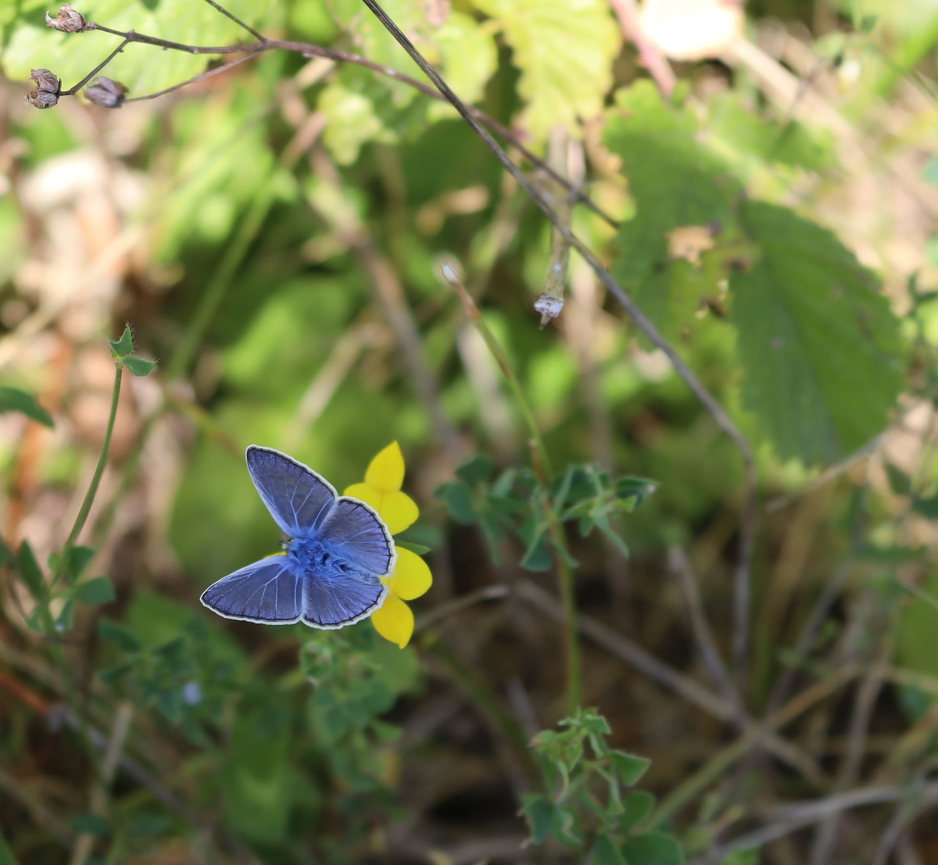 the little blue butterfly - little blue butterfly...