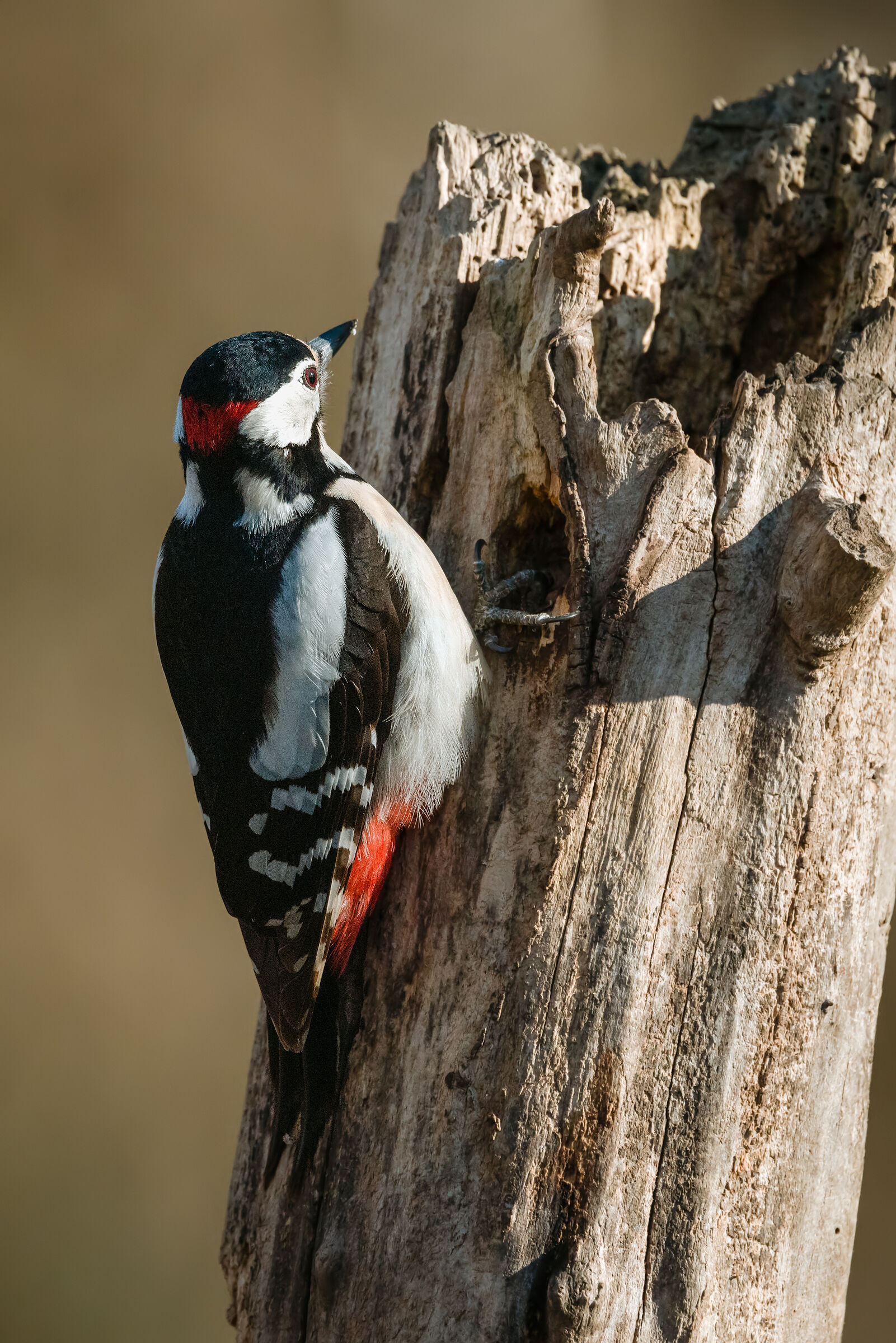 greater red woodpecker... (a bit out of shape :-) )...