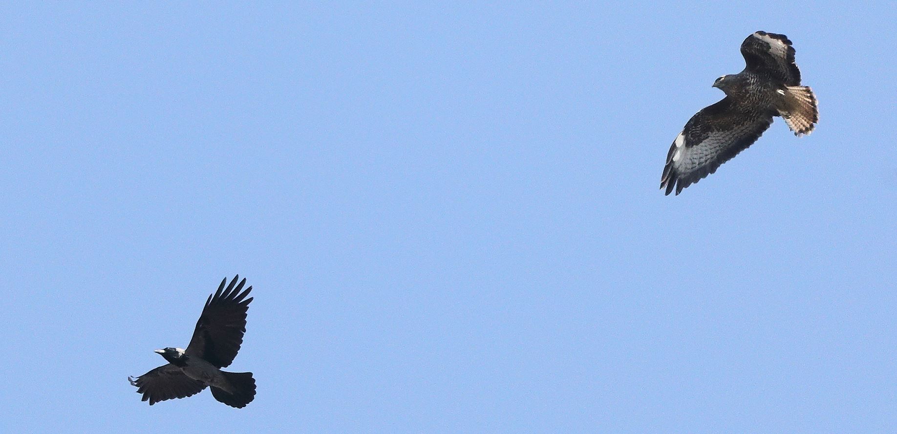 Buzzard 22-03-2022...