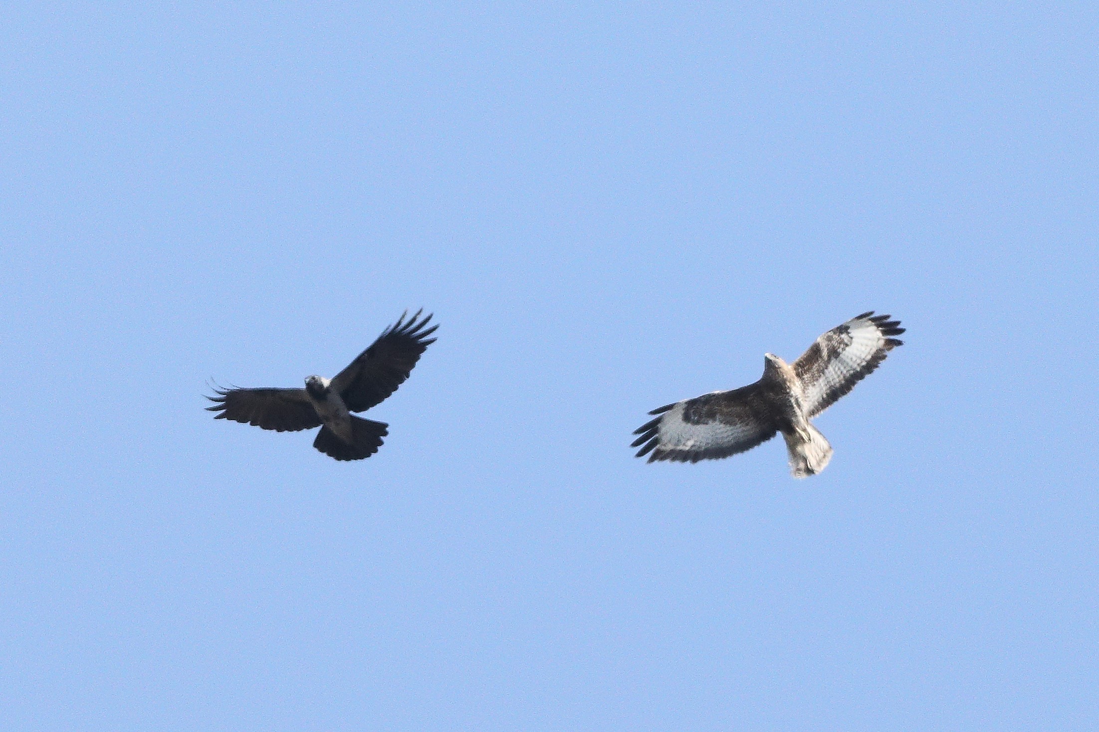 Buzzard 22-03-2022...