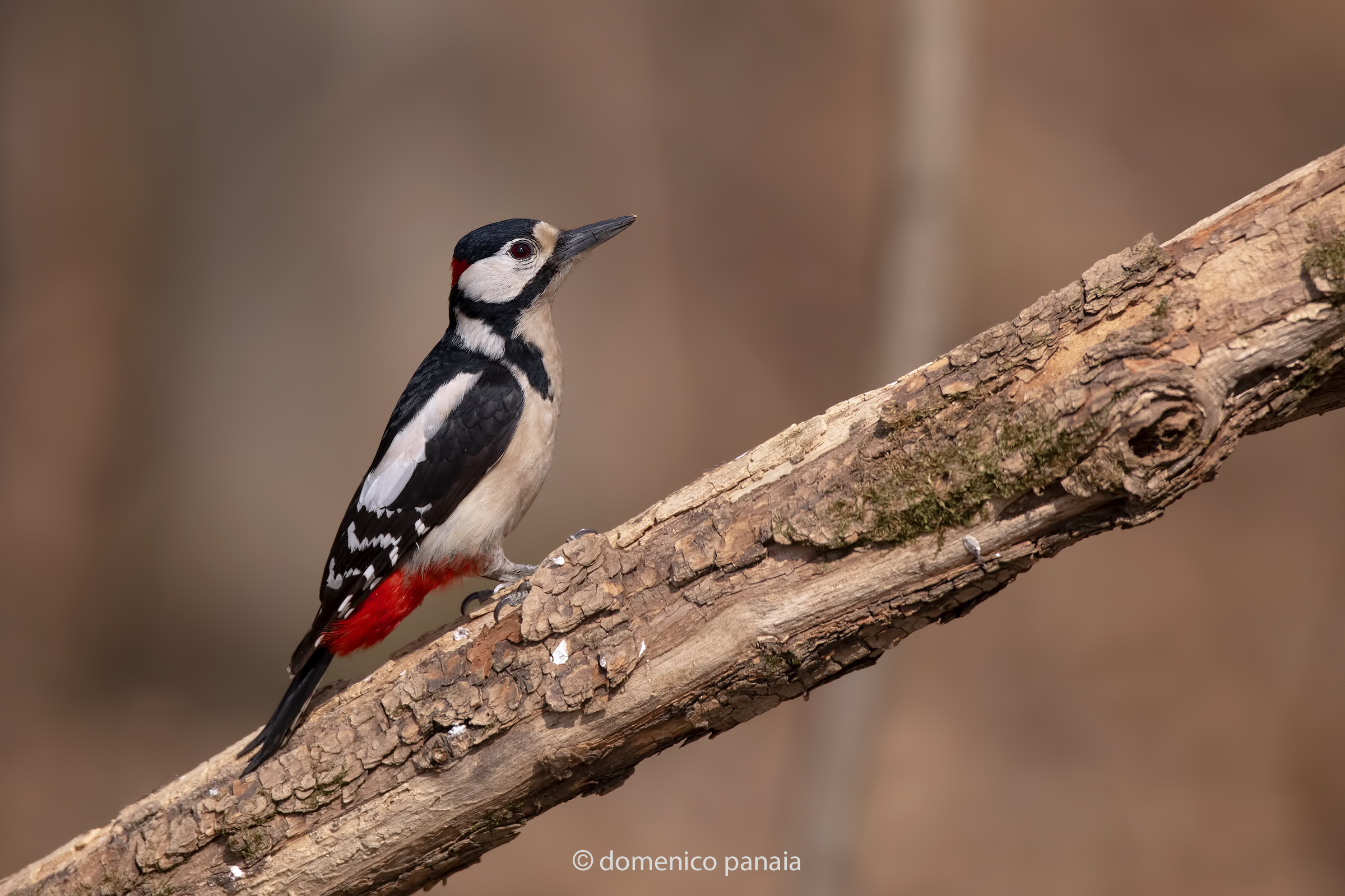 greater red woodpecker...