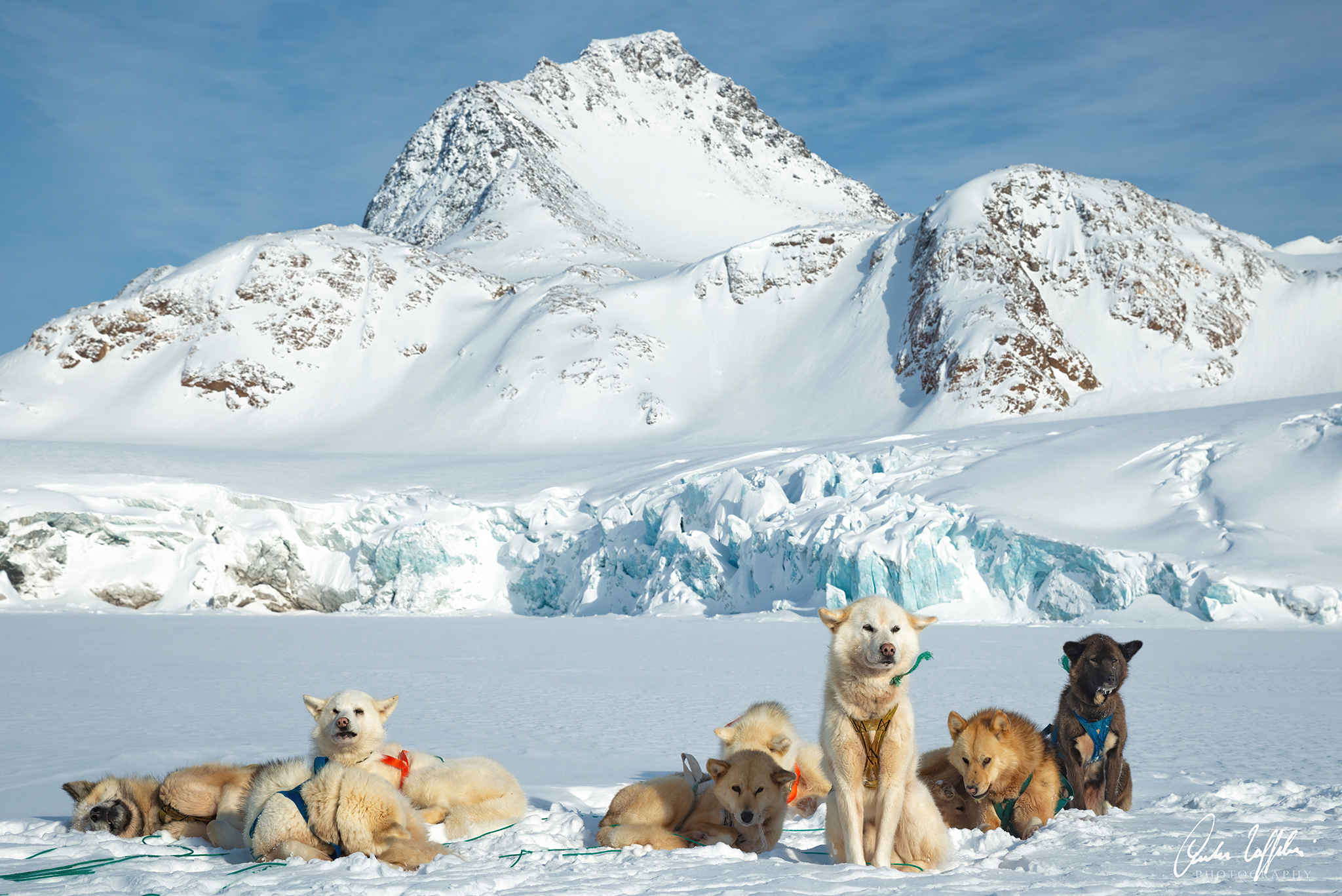 Greenland dogs...