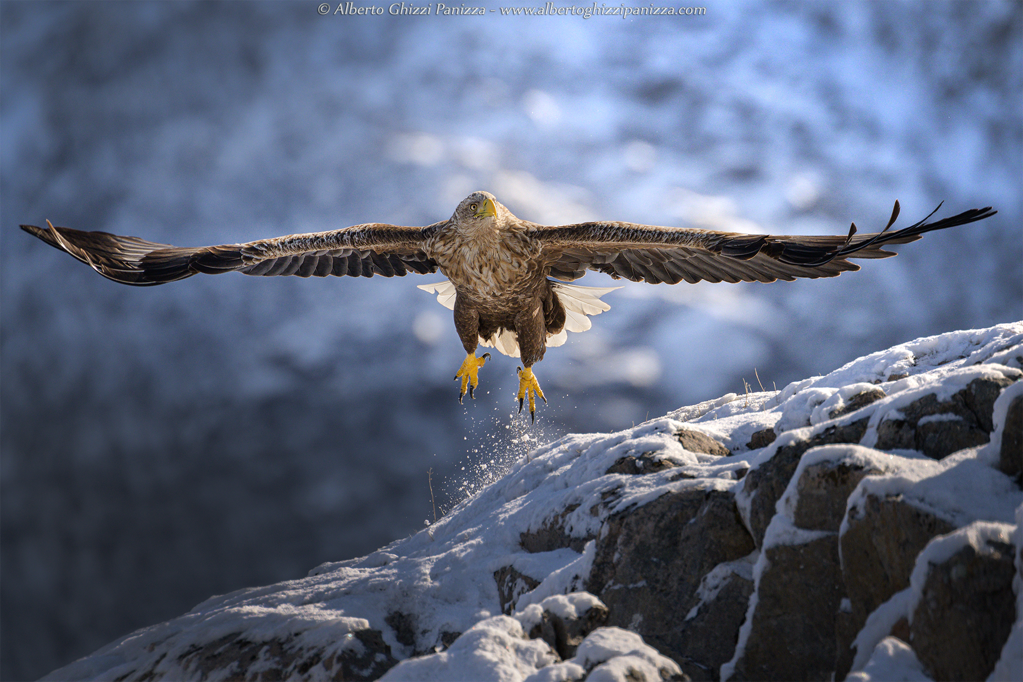 Aquila di mare in Norvegia #2...